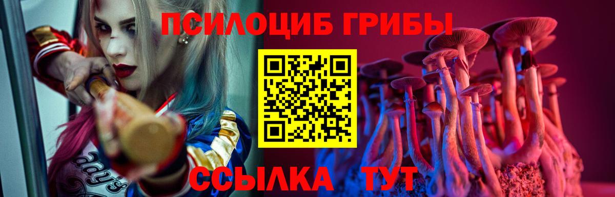Псилоцибиновые грибы Psilocybe Пугачёв
